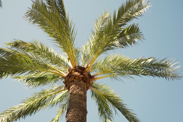 Palm Tree Removal in Lawrenceville