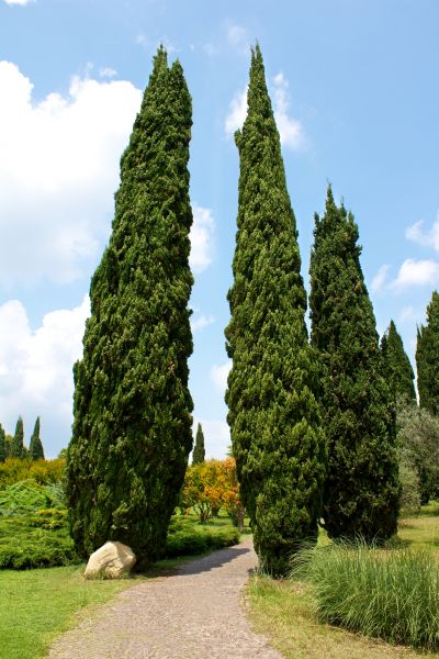 Cypress Tree Removal in Lawrenceville