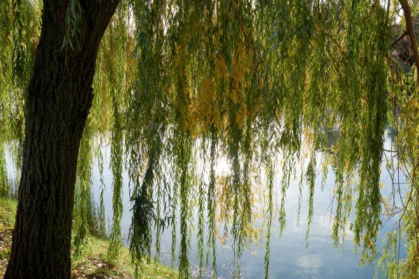 Willow Tree Removal in Lawrenceville