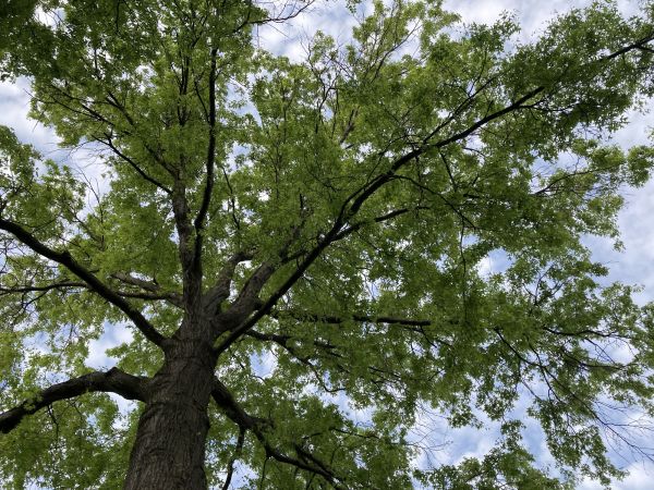 Oak Tree Removal in Lawrenceville