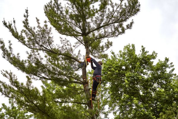 Pine Tree Removal in Lawrenceville