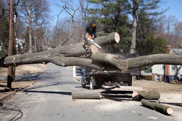 Residential Tree Removal in Lawrenceville