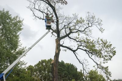 Apple Tree Removal